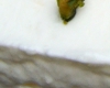 Bavarois Pistache