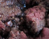 Bavette de Boeuf Marine