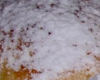 Beignet Espagnol