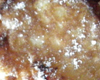 Biscuit aux Pommes