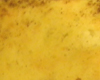 Biscuit Banane