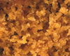 Biscuit Graham