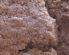 Biscuit Mélasse