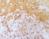 Biscuit Vanille