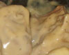 Blanquette de Veau au Citron