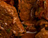 Boeuf à la Provencale