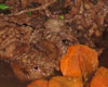 Boeuf au Cidre Rapide