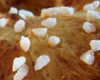 Brioche Couronne