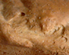 Brioche MAP