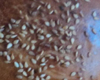 Brioche Marocaine