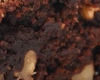 Brownies au chocolat