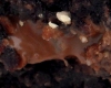 Brownies Caramel