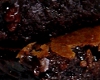 Brownies fondant