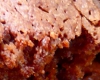 Brownies Noix