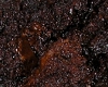 Brownies Sans Cuisson