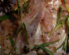 Caille en Crapaudine