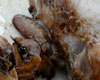 Caille Farcie aux Champignons