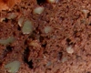 Cake Noix
