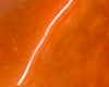 Caramel Beurre Sal