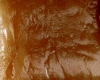 Caramel Bonbon