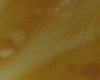 Caramel Citron