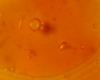 Caramel Fructose