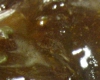 Caramel Pistache