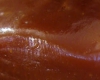 Caramel Tendre