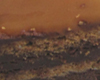 Charlotte au Chocolat Caramel