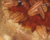 Charlotte au Chocolat et Noix
