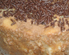 Charlotte au Chocolat Fromage Blanc