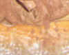 Charlotte au Chocolat Rapide