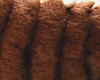 Charlotte au Chocolat Sans Rhum