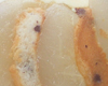 Charlotte au Fromage Blanc Poire