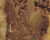 Charlotte aux Poires et Caramel