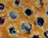 Clafoutis aux Cerises Lger