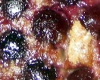 Clafoutis Light