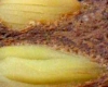 Clafoutis Poire Chocolat