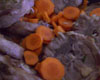 Collier d'Agneau aux Carottes