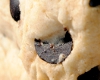 Cookies 12 Personnes
