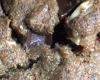 Cookies 3 Chocolats