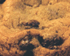 Cookies aux Ppites de Chocolat