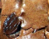 Cookies Trois Chocolats
