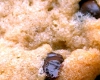 Cookies Vergeoise