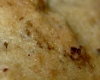 Cookies Weight Watchers