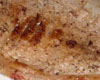 Cte de Veau Dukan