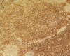 Crepe Bretonne Au Froment
