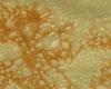 Crpe Neutre
