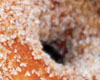 Donuts Machine  Donuts