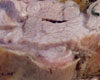Epaule d'Agneau Roule au Four